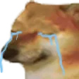 dogo_crying