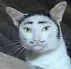 weirdcat
