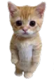 Cat_stand