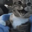 happycat
