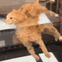 cat_float Discord Emoji