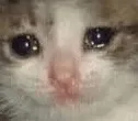 sadcat