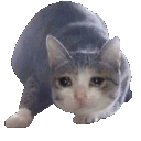 sadcatwiggle