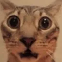 shock