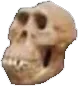 skull4