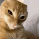 ca