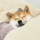 sleep sleep