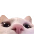 catLurk catLurk
