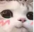 cattocute