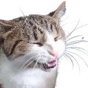GSCarasCat_Laugh2