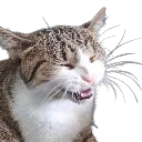 jojo_laugh