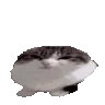wawa