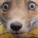 foxShook