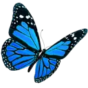 b_Butterfly
