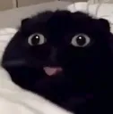 silly_cat