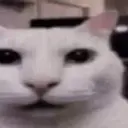 catwat