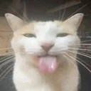 Blehhhhh