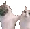 CatKiss