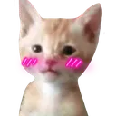 catblush_cake catblush_cake