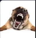 tripledogdeathbarrage