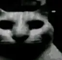 catdesolate