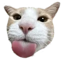 catb