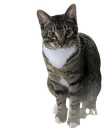 Cat Cat