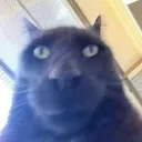 ApeCat