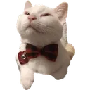 bowtiecat