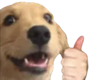 thumbsupdog