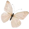 a_butterfly