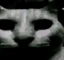 cat Discord Emoji