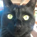 mikescat Discord Emoji