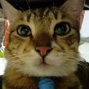 naomiscat Discord Emoji