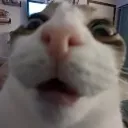 ShockedCat