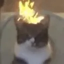 AngryCat