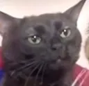 GP1_HuhCat