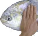 fishpat