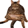 catsits catsits