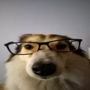 nerd_dog Discord emoji