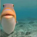 fishstare
