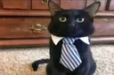 smartcat