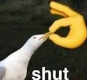 shutseagull
