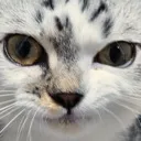 paldosmirk paldosmirk
