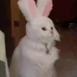 Wabbit