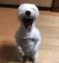 THE_HOUNDS