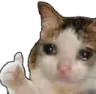 catthumbsupsad