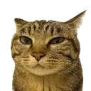 clober Discord Emoji