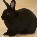 Roli_BunnyV2