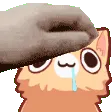 FunnyCat